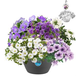 Afbeelding van Hp27 multi Mix 04